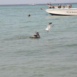 Lovící pelikán, racek a bonefish