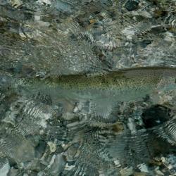 foto 20 - Slovinsko - rybí přízraky tyrkysových vod