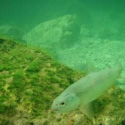 foto 69 - Slovinsko - rybí přízraky tyrkysových vod